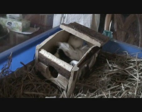 Repas bébé cochon d'inde péruvien