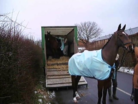 Soins aux chevaux HUNTING BOXING DAY