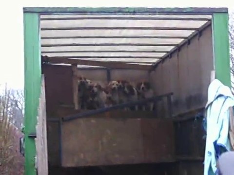 HUNTING BOXING DAY : Chiens et chevaux