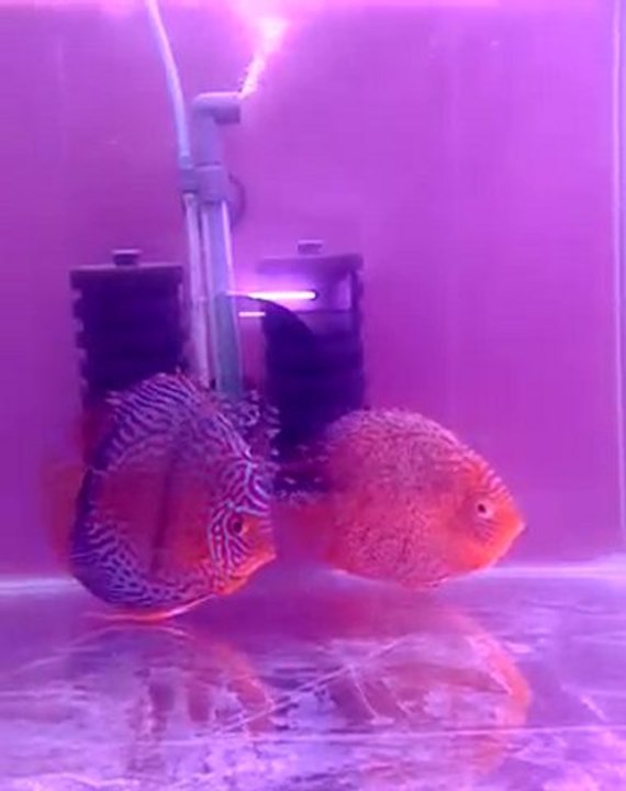 discus duble yavru