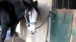 Ethologie irish cob pnh la cense poulain