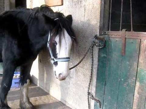 Ethologie irish cob pnh la cense poulain