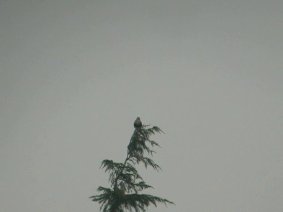 Pattue Réau 5 janvier 2011_1