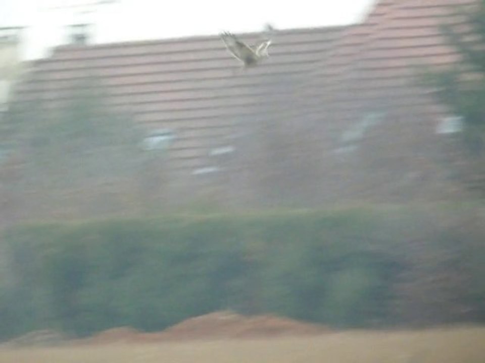 Pattue Réau 5 janvier 2011_2