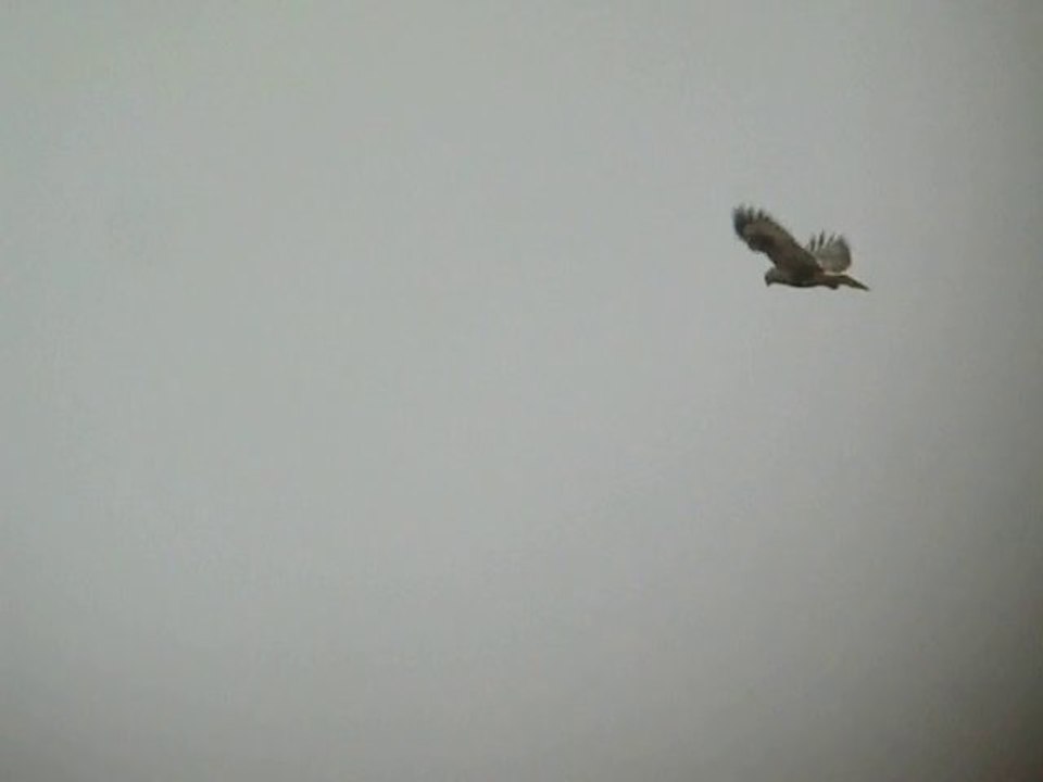 Pattue Réau 5 janvier 2011_3