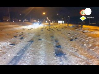 Etats-Unis : nouvelle pluie d’oiseaux morts