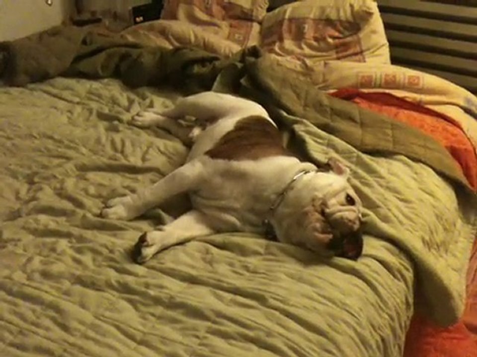 Marley Bulldog Anglais