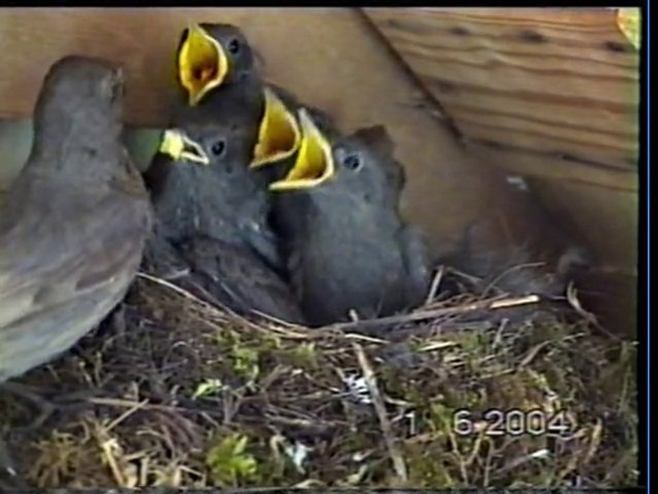 Nid d'oiseaux. Oisillons.ROUGE QUEUE NOIR.