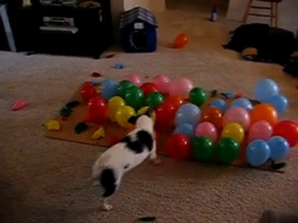 DOG vs. BALLOONS-பிறத்தியாள்VDO