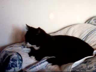 black cat / chat noir