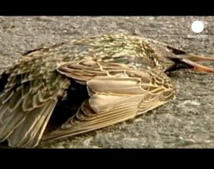 La incógnita de los pájaros muertos continúa