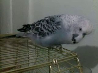 Fanatik Cimbomlu muhabet kusu YAĞMUR...