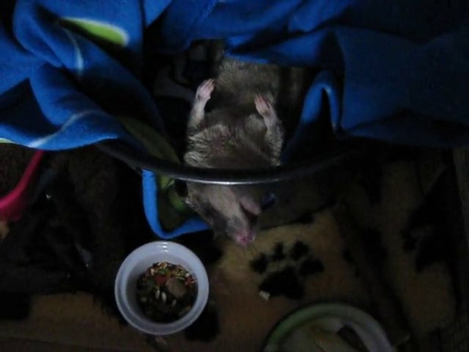 Le réveil d'un gambinou "parce que c'est trop difficile..."