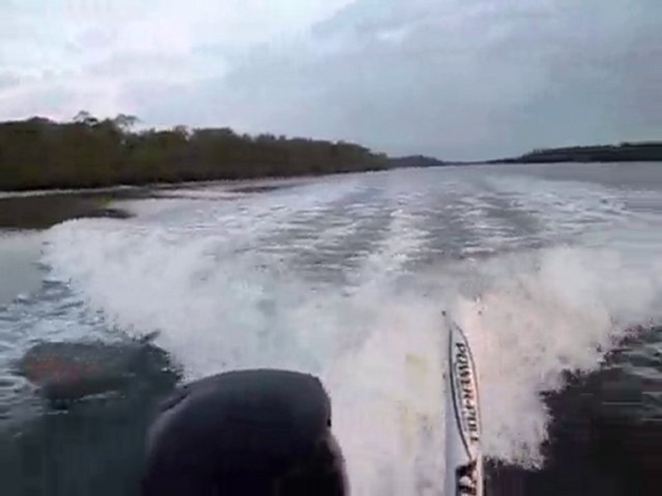 Dolphins frolic in boat's Wake