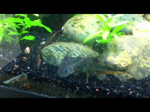 reproduction corydoras paleatus