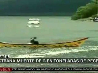 Investigan muerte de peces en Brasil
