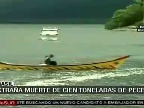 Investigan muerte de peces en Brasil