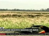 Investigan misteriosa muerte de miles de aves en EE.UU.