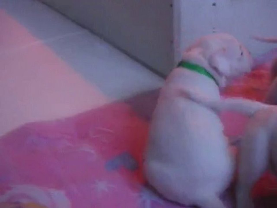 Chiots/Puppies dogo argentino dogue argentin Igashu Québec