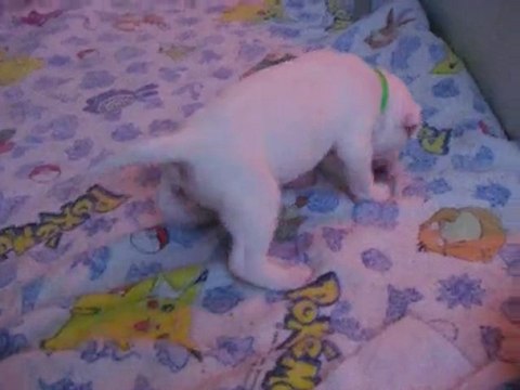 Chiots/Puppy dogue argentin dogo argentino igashu