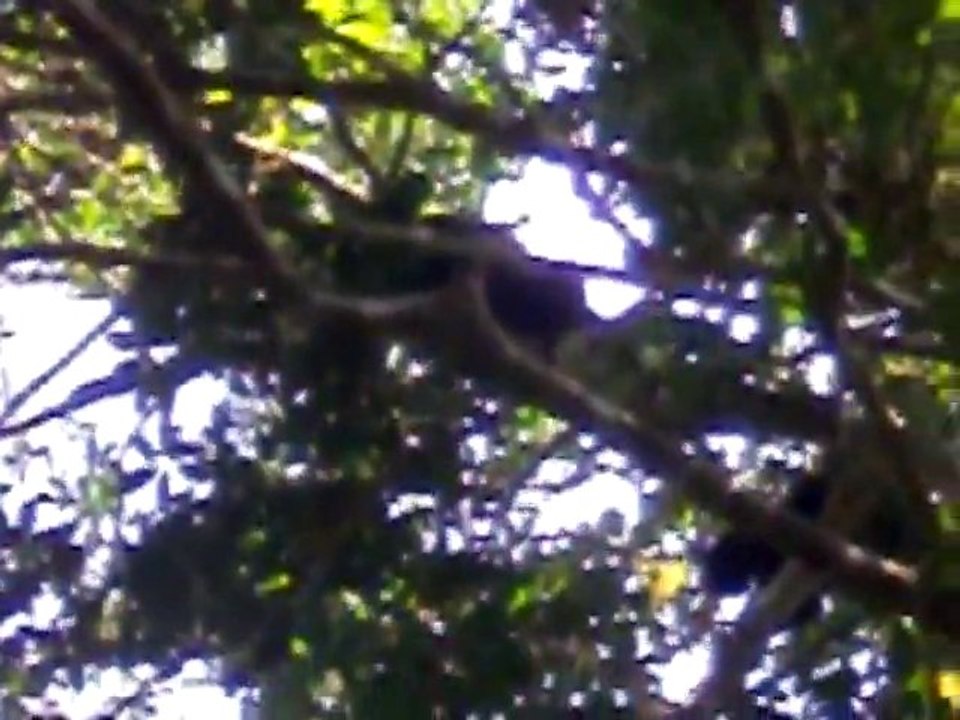 mempakap et les singes hurleurs