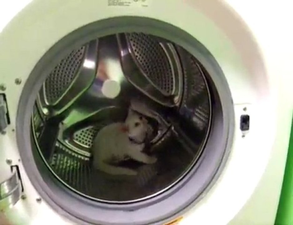 Bébé chat se prend pour un hamster [Lol Cat]