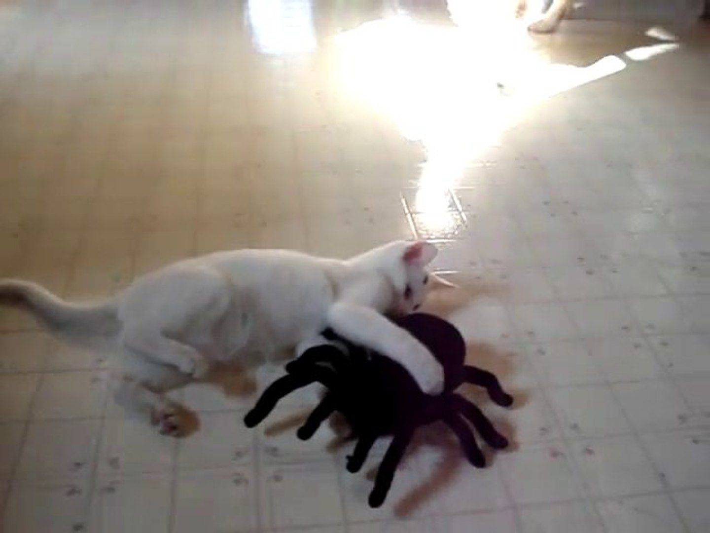 Chat Vs Araignee La Danse Lol Cat Video Dailymotion