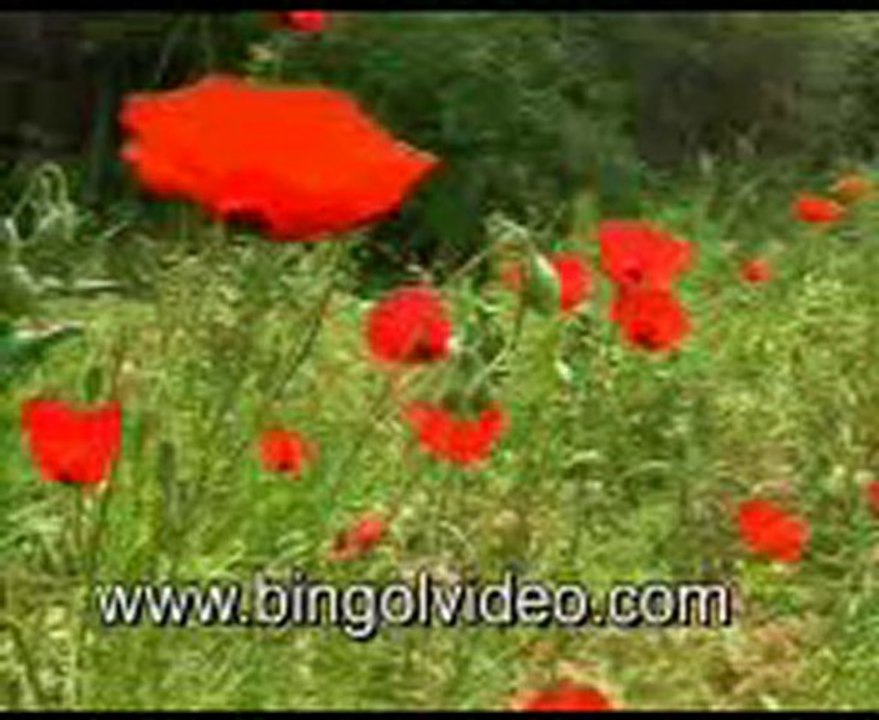 Avni POLAT- DAYLERO Www.bingolvideo.com - Çiçekçilik