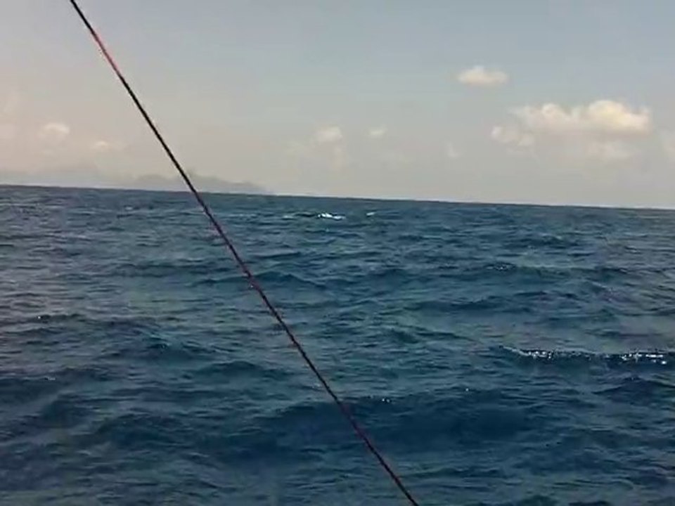 Baleine.MOV