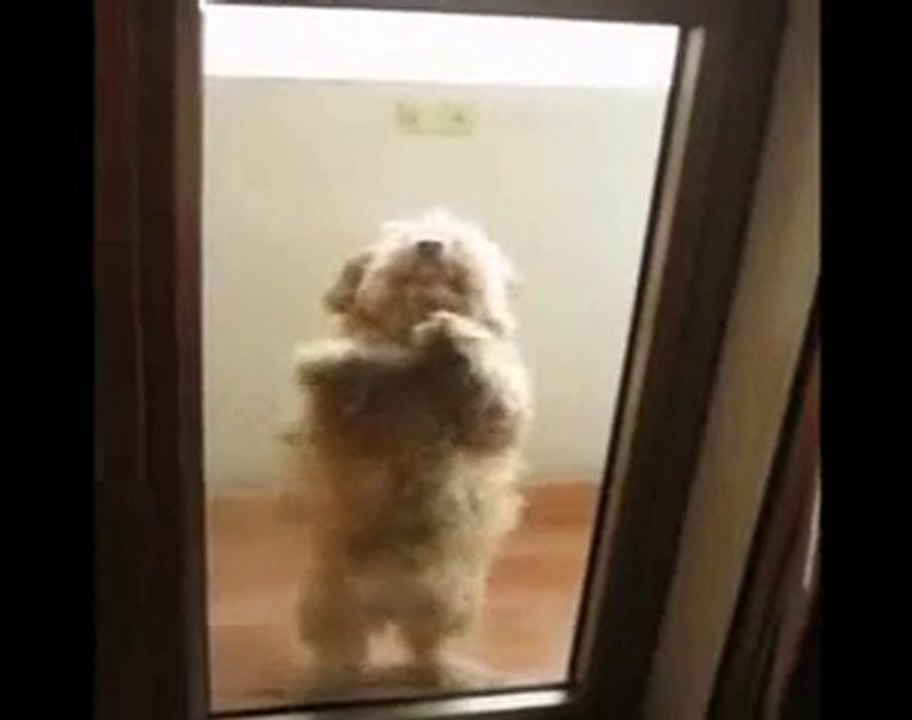 Dancing Dog - Chien dansant