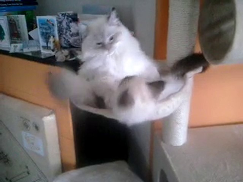 Calins de Ragdolls