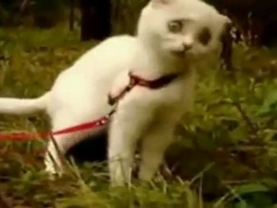 Le "dramatic kitten"