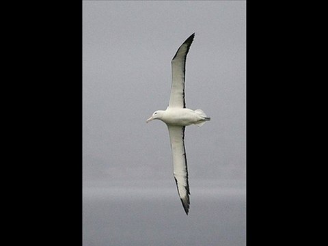 BAUDELAIRE, Charles et CHAUSSON, Ernest - L'Albatros.