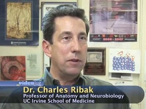 Simple Partial Seizures : What triggers a simple partial seizure?