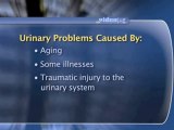 The Urinary System Basics : What are common causes of urinary problems?