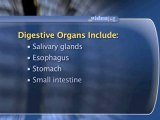 Gastroenterology Basics : What organs make up the digestive system?