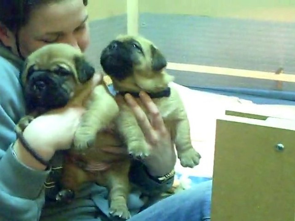 les 3 bébés de L'EXIGENCE a 22 jours