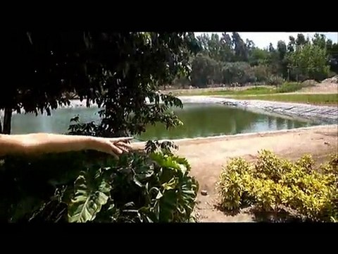 flores+en+peru - flores+peru - FloresEnPeru.com-9-peru