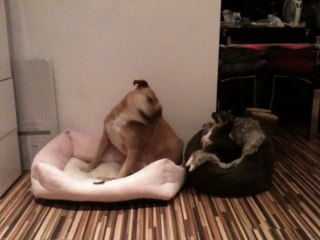 Attention Seeking Chihuahua!