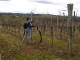 travaux dans les vignes faire tomber les bois