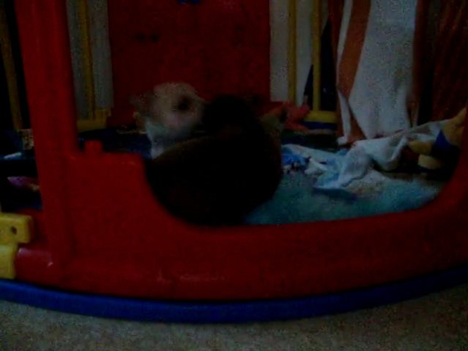 chihuahuas /   5 semaines et 3 jours // MOV01230