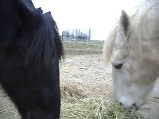 POULAIN MERENS 22 MOIS, poney Camargue 1)