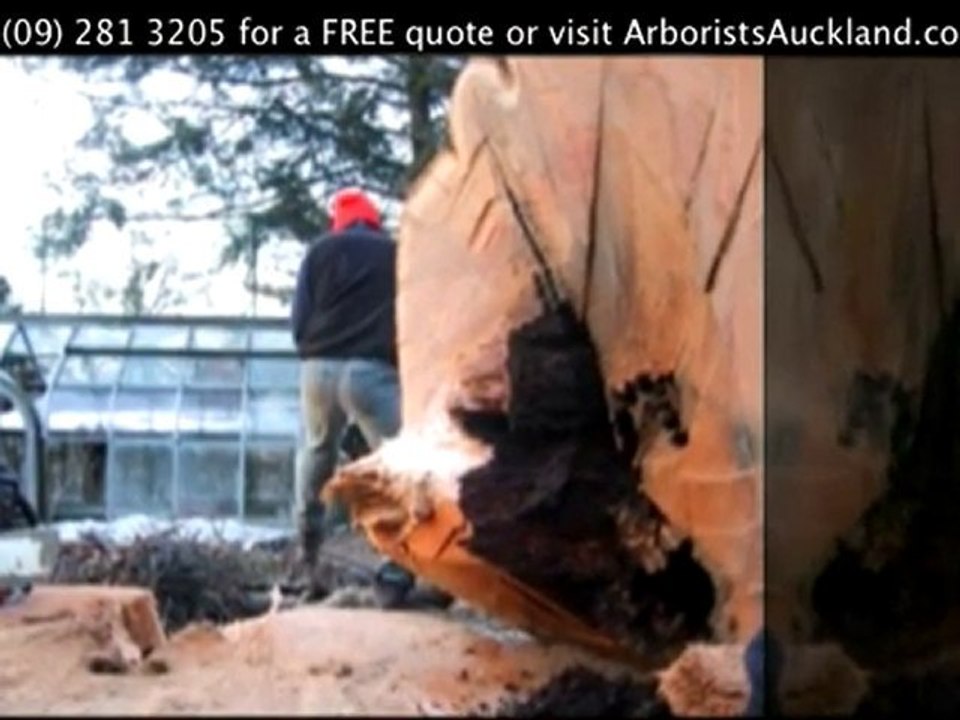 Arborist North Shore - Ph (09) 281 3205 for a Free Quote