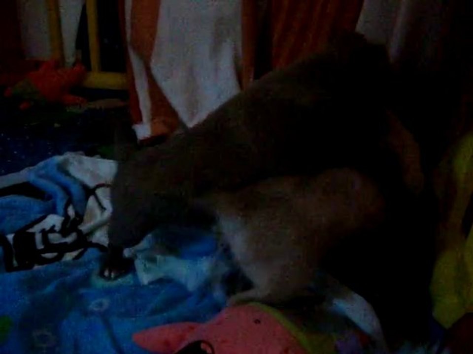 chihuahuas 5 semaines // MOV01232