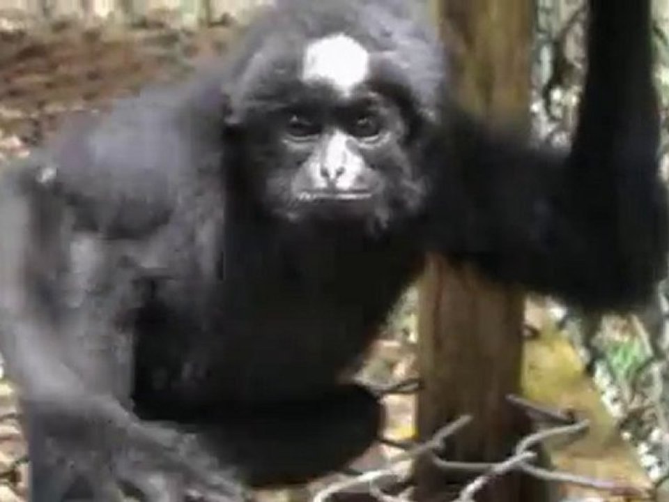Kloss gibbon project