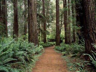 Ballade en Forêt