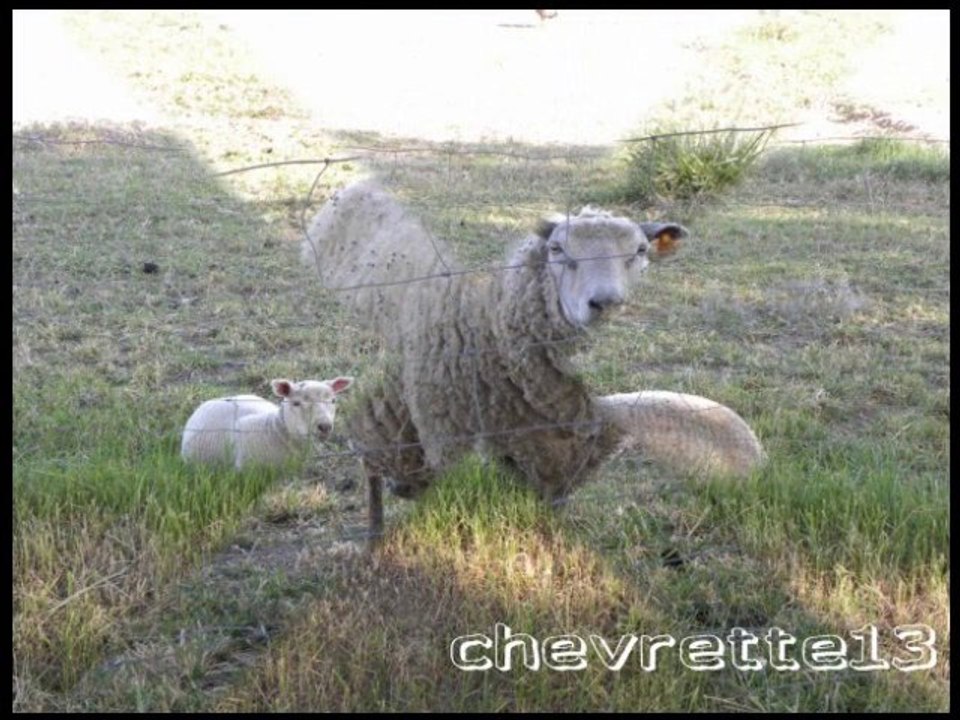 Mortagne et Chenac