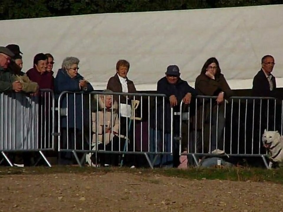 course attelage chiens de traineau hors neige husky sibérien