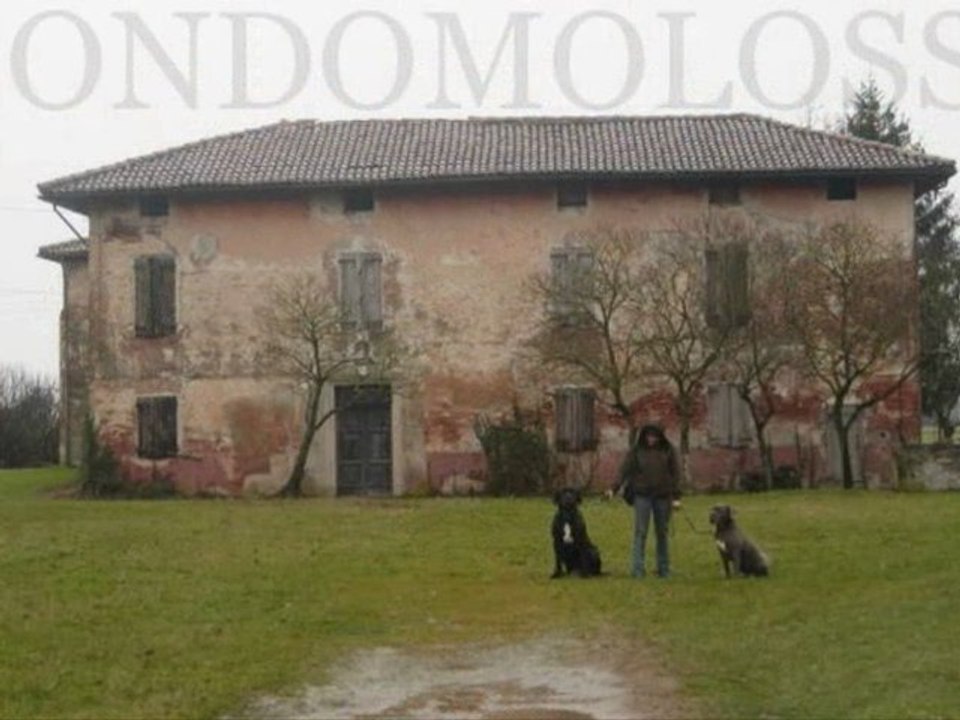 cane corso and mastino napoletano e un vecchio casolare della bassa padana