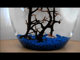 ecosphere mediterranée
